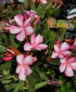 Simie