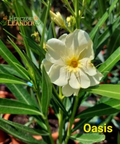 Oasis