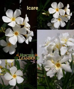 Icare