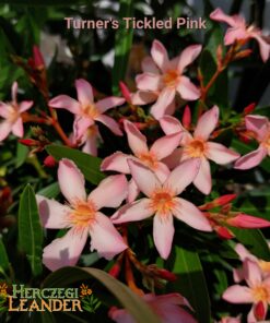 Turner's Tickled Pink