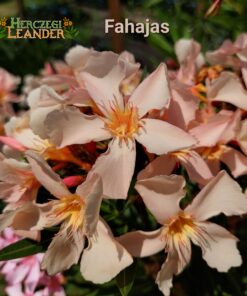 Fahajas