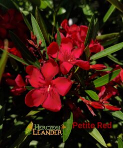 Petite Red