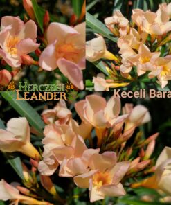 Keceli Barack