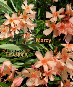 Marcy