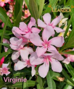 Virginie
