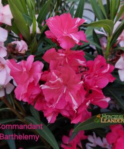 Commandant Barthelemy