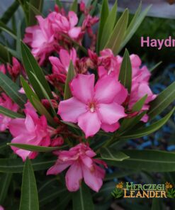 Haydn
