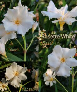 Rosette White