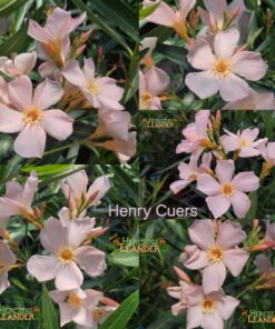 Henry Cuers