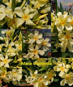 Marie Gambetta