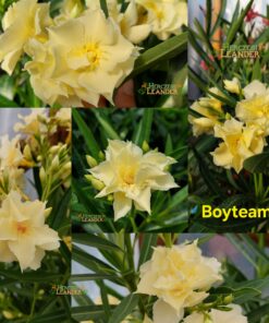 Boyteam
