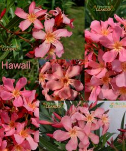 Hawaii
