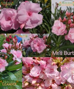 Mr's Burton