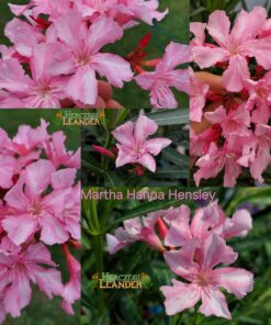 Martha Hanna Hensley
