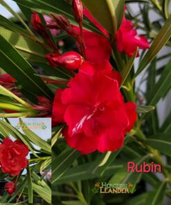 Rubin