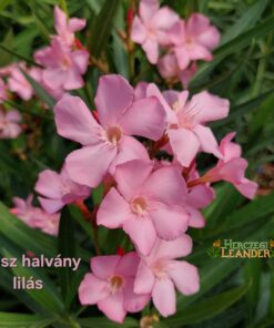 Olasz Halvány Lilás
