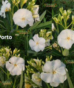 Porto