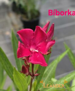 Bíborka