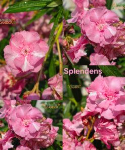 Splendens