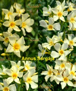 Annus Sárgája