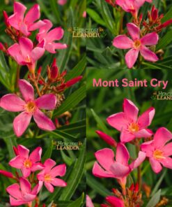 Mont Saint Cry