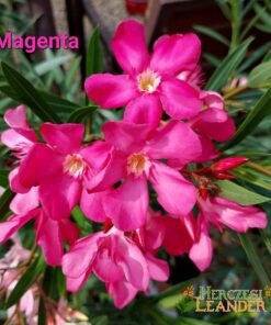 Magenta HA