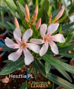 Hesztia PL