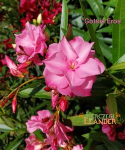 Gotsis Eros