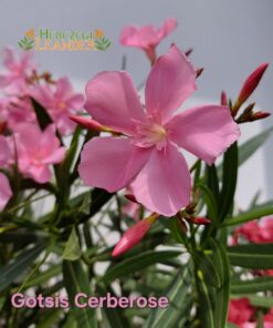 Gotsis Cerberose