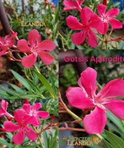 Gotsis Aphrodite