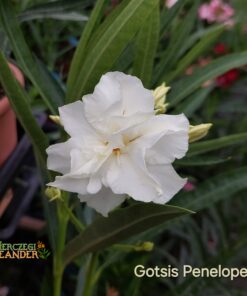 Gotsis Penelope