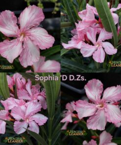 Sophia'D DZs