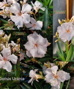 Gotsis Uránia