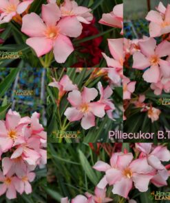 Pillecukor BTE
