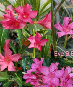 EVE BÉ