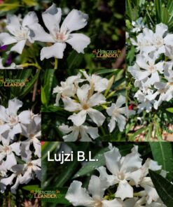 Lujzi BL