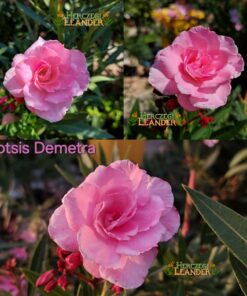Gotsis Demetra