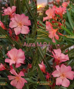 Aura MPJ