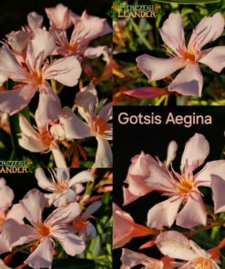 Gotsis Aegina