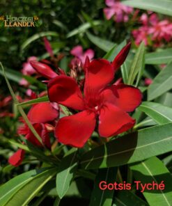 Gotsis Tyché