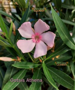 Gotsis Athena