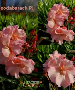 Csodabarack PJ