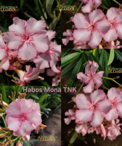Habos Mona TNK