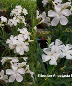 Siberian Anastasia HM