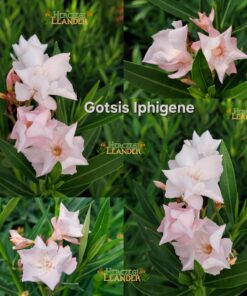 Gotsis Iphigene