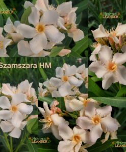 Szamszara HM