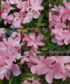 Babylon BL