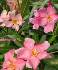 Naplemente PL