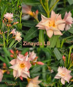 Zinayda LB