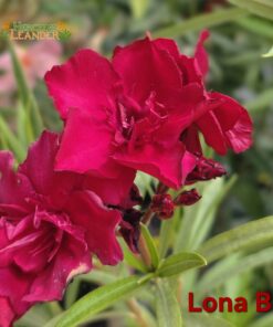 Lona BL